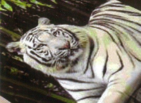 Frazadas de piel - Tigres